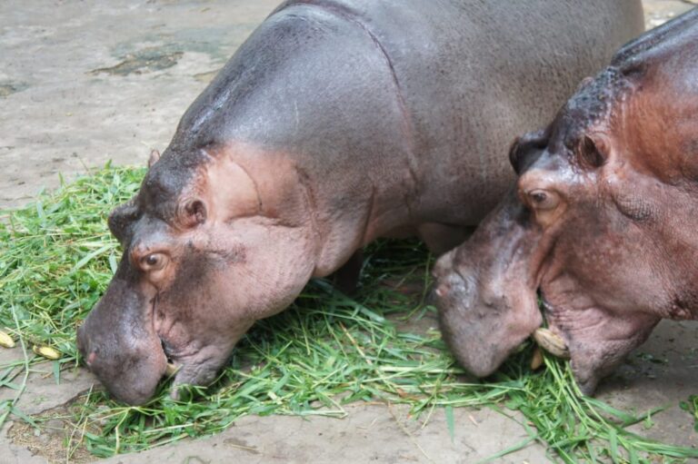 Bannerghatta Park animals