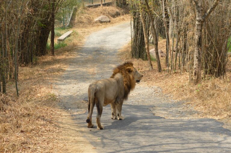 lion at bannerghatta park