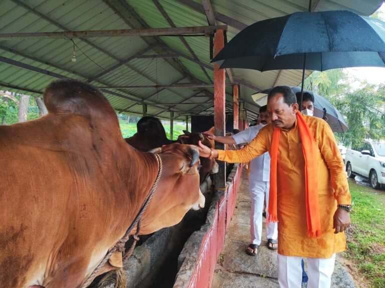 Prabhu Chavan with cow2