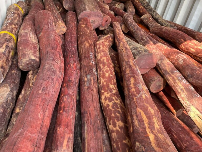 Red Sandalwood worth Rs 2.4 crore seized at Bangalore airport; Three arrested