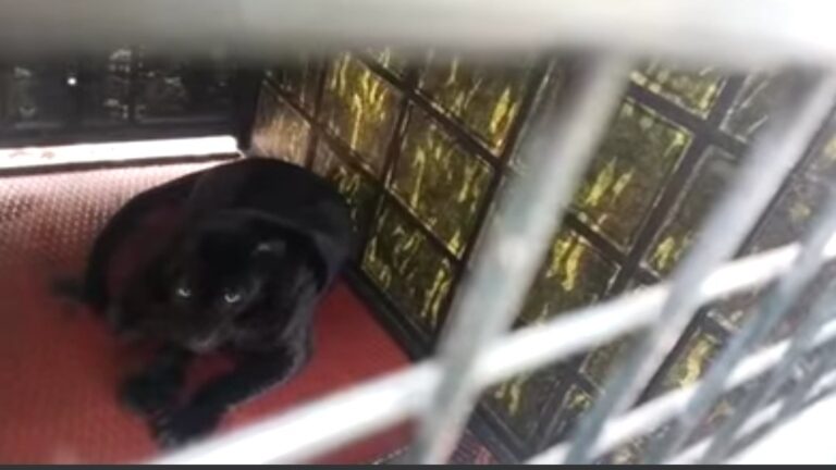 Black panther captured in Honnavar, released in a safe place