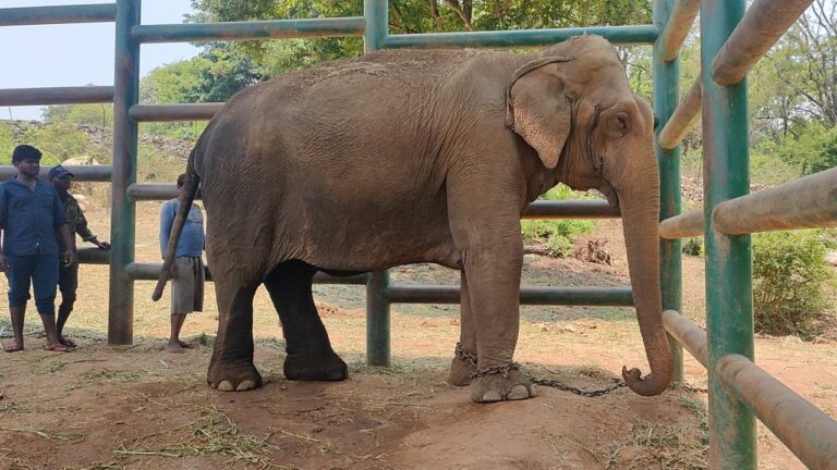 baby elephant died in stomach was taken out and mother elephant rescued