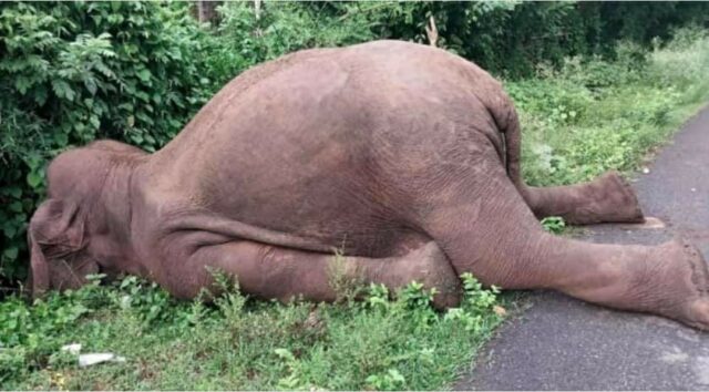 30-year-old Elephant died after being electrocuted in Nagarahole Tiger Reserve