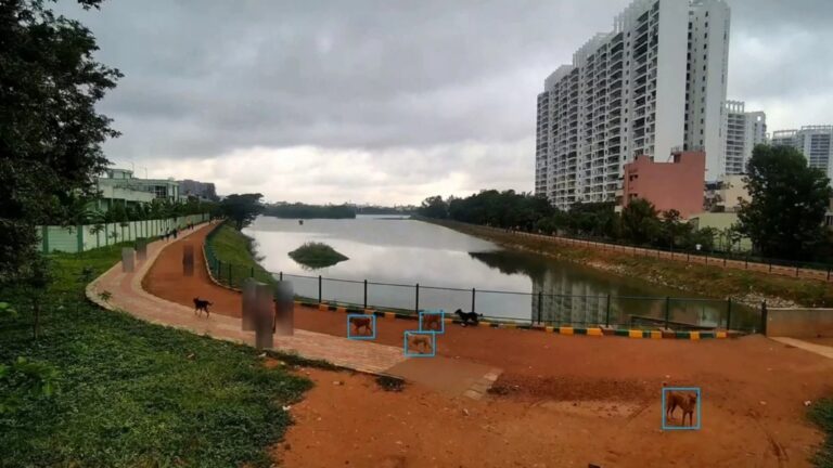 Stray Dogs | Bengaluru has total of 2,79,335 stray dogs