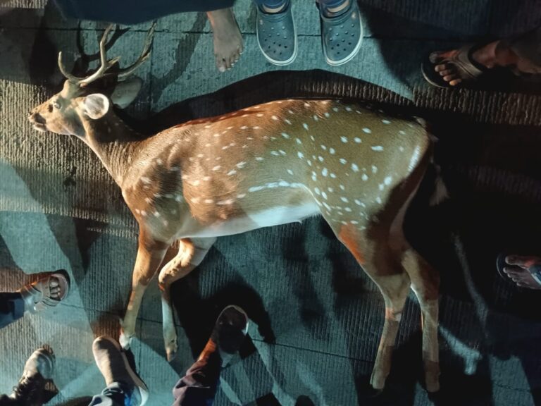 Male deer died in accident near Koramangala 100 feet road in Bengaluru