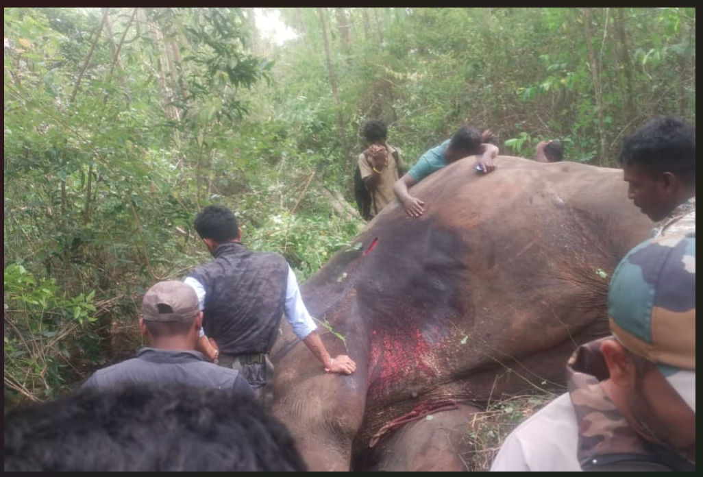 Mysuru Dasara's Golden Howdah Carrier, Arjuna, Loses Life in Wild Tusker Encounter | 8 ಬಾರಿ ಅಂಬಾರಿ ಹೊತ್ತು ಸಾಗಿದ್ದ ಅರ್ಜುನ ಆನೆ ಕಾರ್ಯಾಚರಣೆ ವೇಳೆ ಕಾಡಾನೆ ದಾಳಿಗೆ ಬಲಿ 1 Mysuru Dasara's Golden Howdah Carrier, Arjuna, Loses Life in Wild Tusker Encounter