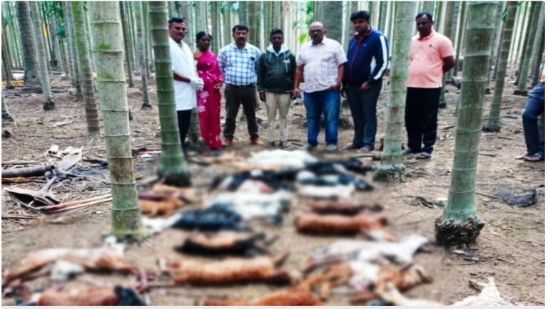 Chikmagalur | ಚಿರತೆ ದಾಳಿಗೆ 31 ಕುರಿಗಳು ಬಲಿ 1 Chikmagalur | Leopard Attack Claims Lives of 31 Sheep