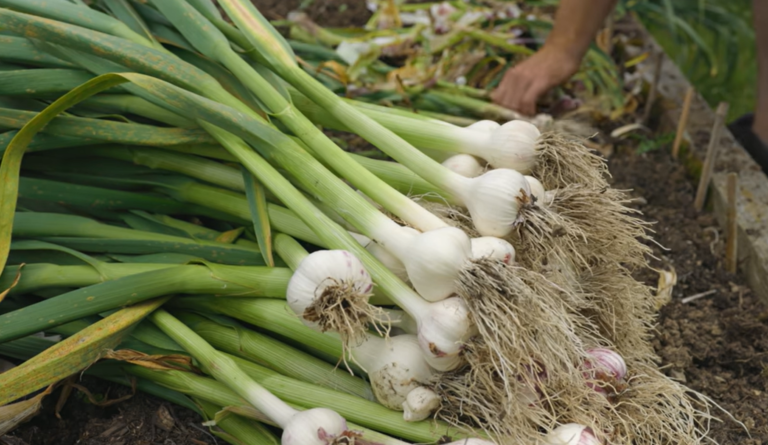 Garlic price in Bangalore is Rs 350-450 per kg