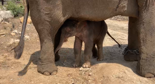 Bannerghatta Biological Park gets new baby elephant