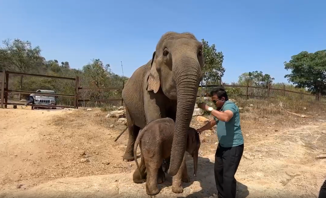 Bannerghatta Biological Park gets new baby elephant| ಬನ್ನೇರುಘಟ್ಟ ಜೈವಿಕ ಉದ್ಯಾನವನದಲ್ಲಿ ಸಾಕಾನೆ ವೇದಾ ನೀಡಿದೆ ಗಂಡು ಮರಿಗೆ ಜನ್ಮ 1 Bannerghatta Biological Park gets new baby elephant