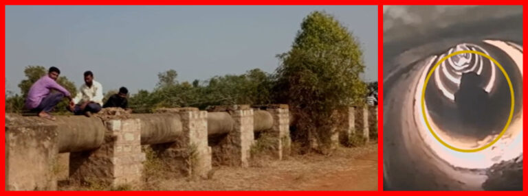 Two leopards trapped inside an old pipeline Rescued in Mysore