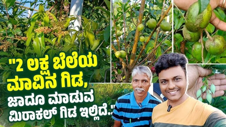 ವಿಶ್ವದ ಬಗೆಬಗೆಯ ದುಬಾರಿ ಹಣ್ಣು, ಹೂವುಗಳು ಇವರ ತಾರಸಿಯಲ್ಲಿ ಬೆಳೆಯುತ್ತೆ… | VB VLOGS | Avinash Kamath