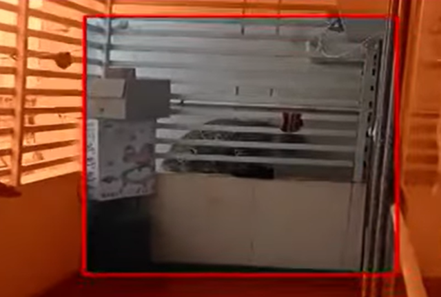 Bengaluru | Couple succeeds in trapping leopard that entered house