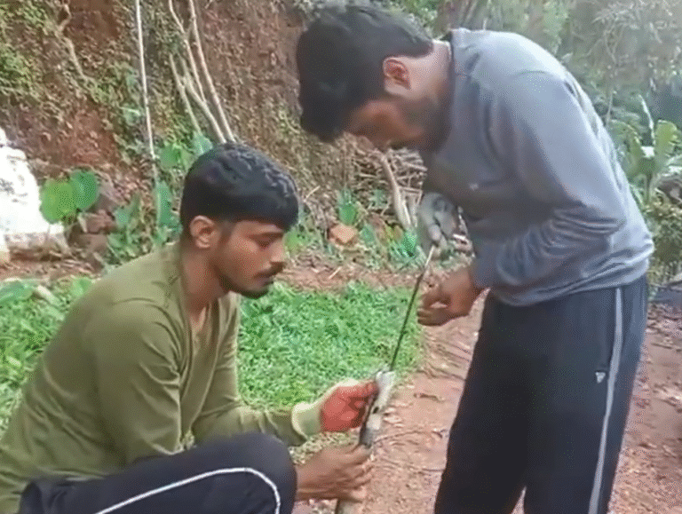 Kumta | Cobra swallows knife in bizarre incident