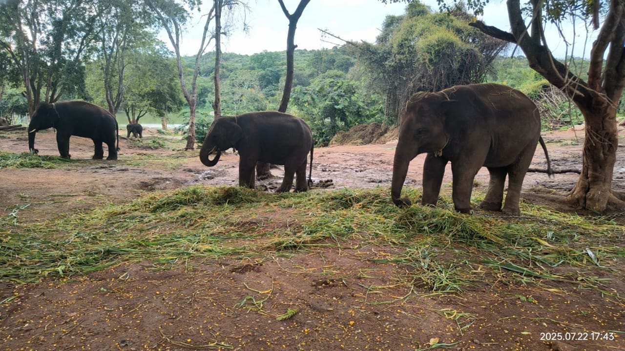 Bannerghatta Biological Park: ಬನ್ನೇರುಘಟ್ಟ ಜೈವಿಕ ಉದ್ಯಾನದಿಂದ ಇತಿಹಾಸದ ಮೊದಲ ಪ್ರಾಣಿ ರಫ್ತು: ನಾಲ್ಕು ಏಷ್ಯನ್ ಆನೆಗಳು ಜಪಾನಿಗೆ ಕಳುಹಿಕೆ 1 Bannerghatta Park’s First Historic Animal Export: Four Asian Elephants Sent to Japan under Global Species Exchange Programme