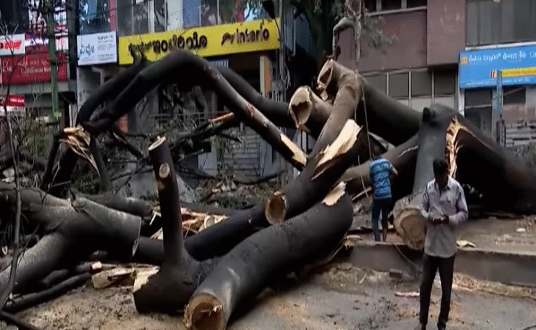 Massive tree uprooted due to heavy rain near Navrang Circle — two cars, three bikes damaged
