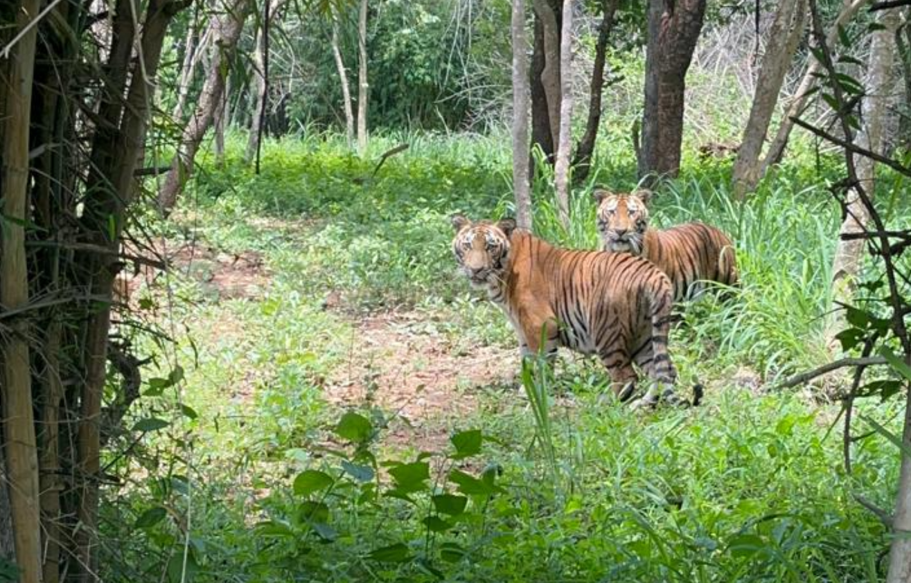 Prestige Group adopts Simba and Sheru tiger cubs at Bannerghatta Biological Park: ಬನ್ನೇರುಘಟ್ಟ ಜೈವಿಕ ಉದ್ಯಾನದಲ್ಲಿ ಸಿಂಬಾ ಮತ್ತು ಶೇರು ಹುಲಿ ಮರಿಗಳನ್ನು ದತ್ತು ಪಡೆದ ಪ್ರೆಸ್ಟೀಜ್ ಗ್ರೂಪ್ — ವನ್ಯಜೀವಿ ಸಂರಕ್ಷಣೆಗೆ ಮತ್ತೊಂದು ಹೆಜ್ಜೆ 1 From Real Estate to Wildlife Estate: Prestige Group Adopts Tiger Cubs Simba and Sheru, Pledges 5-Year Care at Bannerghatta Park