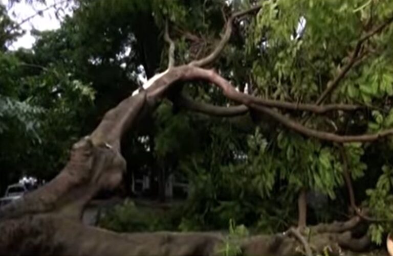 Huge tree falls on Malleshwaram 13th Cross Road, damages car – a major tragedy averted