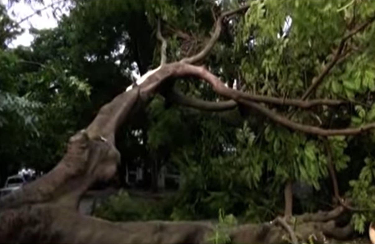 Huge tree falls on Malleshwaram 13th Cross Road, damages car – a major tragedy averted