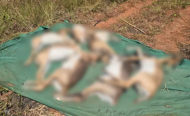 ಬೆಳಗಾವಿ | ರಾಣಿ ಚೆನ್ನಮ್ಮ ಮೃಗಾಲಯದಲ್ಲಿ 28 ಕೃಷ್ಣಮೃಗಗಳ ಅನುಮಾನಾಸ್ಪದ ಸಾವು