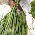Cyclone impact—Nuggekai sells for ₹600/kg at KR Market, Bengaluru