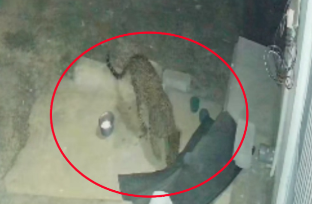 Leopard sighted in Bengaluru's Kadabagere; CCTV camera captures footage of it carrying a puppy