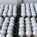 Do eggs contain carcinogenic elements? Karnataka government orders statewide testing following social media debate