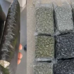 Hydroponic cannabis worth ₹2.97 crore seized at Bengaluru airport, three arrested