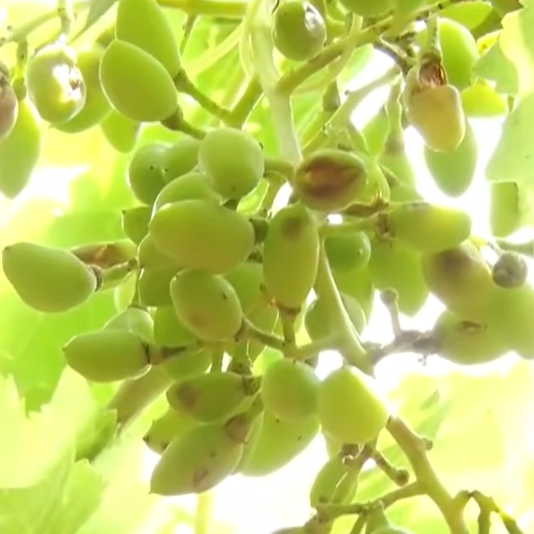 Farmers in Karnataka suffer huge losses due to unseasonal rains, demand compensation from government
