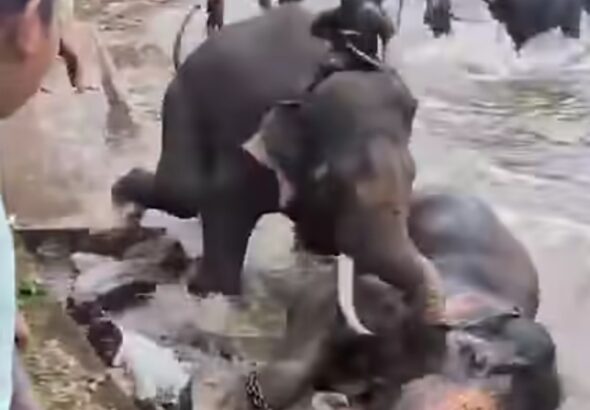 ದುಬಾರೆ ಆನೆ ಶಿಬಿರದಲ್ಲಿ ದಸರಾ ಆನೆ ‘ಕಂಜನ್’ ದಾಳಿ; ಚೆನ್ನೈ ಮಹಿಳೆ ದುರ್ಮರಣ