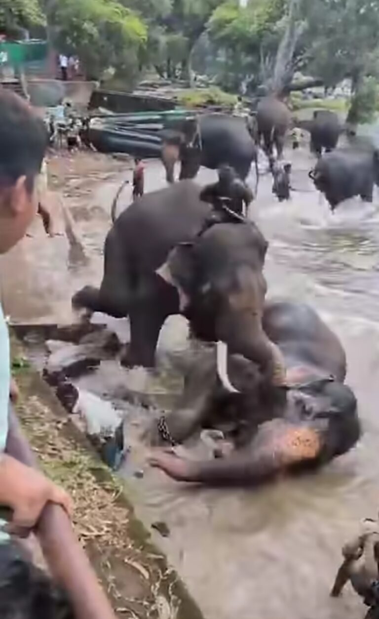 ದುಬಾರೆ ಆನೆ ಶಿಬಿರದಲ್ಲಿ ದಸರಾ ಆನೆ ‘ಕಂಜನ್’ ದಾಳಿ; ಚೆನ್ನೈ ಮಹಿಳೆ ದುರ್ಮರಣ