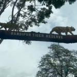 ಬಂಡೀಪುರ ಮತ್ತು ನಾಗರಹೊಳೆ ಹುಲಿ ಸಂರಕ್ಷಿತ ಪ್ರದೇಶಗಳಲ್ಲಿ ಪೂರ್ಣ ಪ್ರಮಾಣದ ಜಂಗಲ್ ಸಫಾರಿಗೆ ರಾಜ್ಯ ಸರ್ಕಾರ ಹಸಿರು ನಿಶಾನೆ